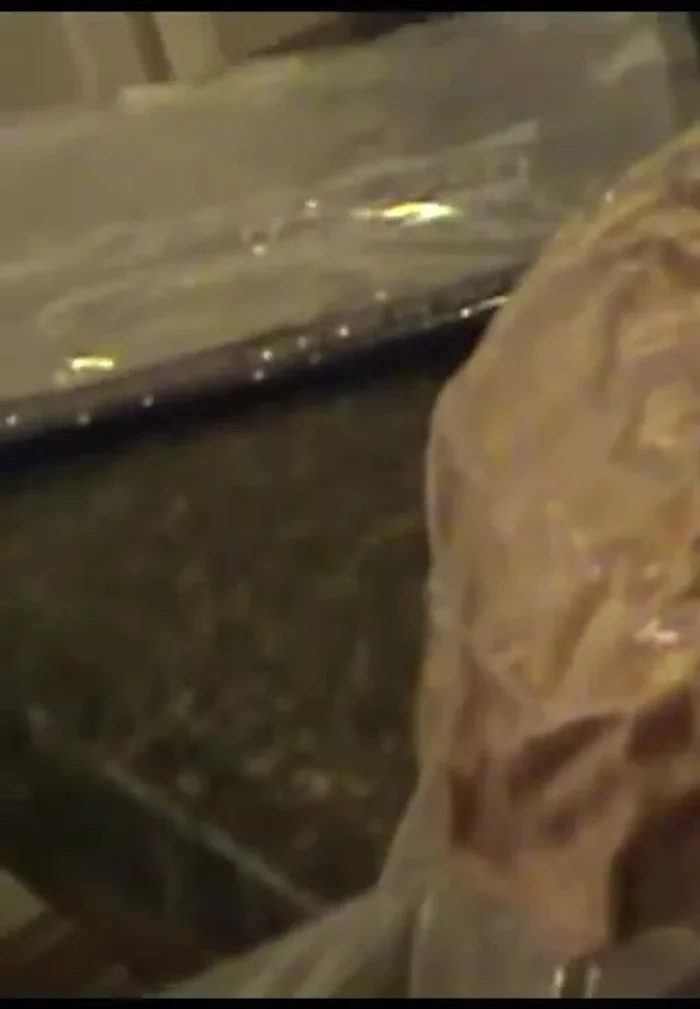 Freeze the bread loaves individually in the plastic bags they came in.