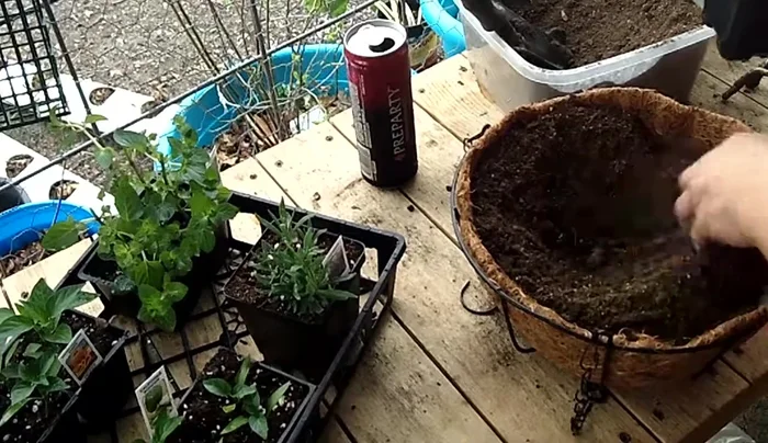 Water the lemon thyme thoroughly.