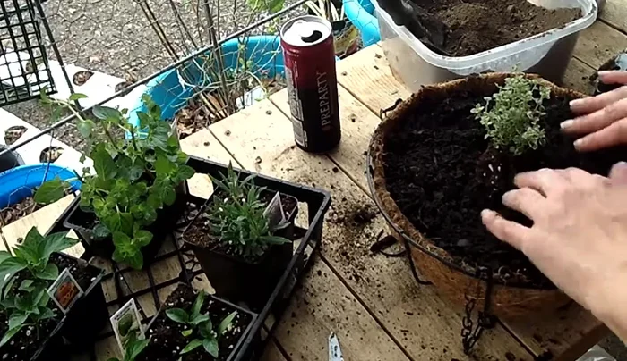 Water the lemon thyme thoroughly.