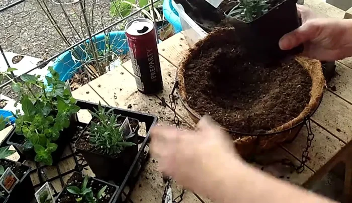 Plant rosemary: Dig a hole and plant the rosemary, ensuring the roots are well-covered with soil.