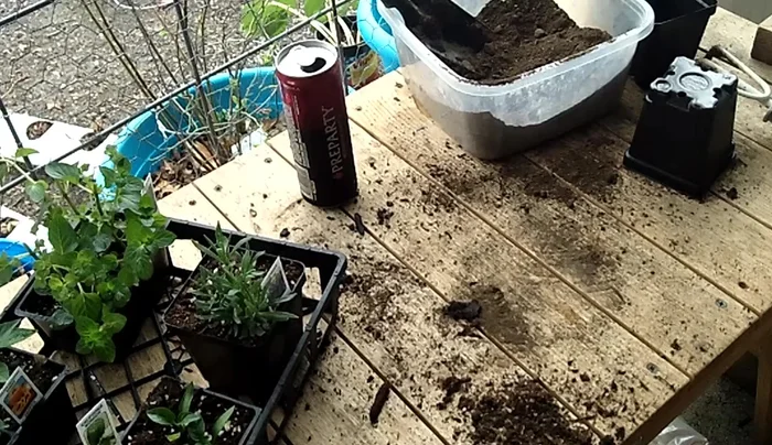 Plant oregano: Prepare a small hole, and plant the oregano, ensuring the roots are well-covered with soil.