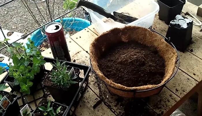 Water all plants thoroughly after planting.