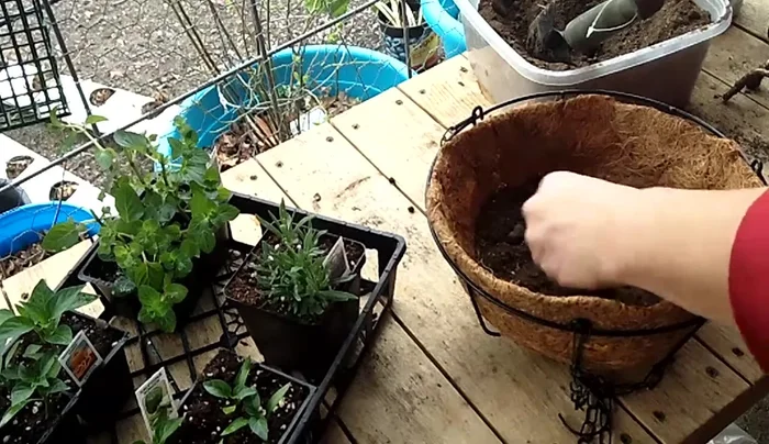 Prepare the soil mix: Combine dirt, peat moss, vegetable food, and fluffy potting soil for optimal drainage and nutrition.