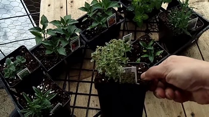 Gather supplies: hanging baskets, soil mix (dirt, peat moss, vegetable food), herbs, and additional potting soil.